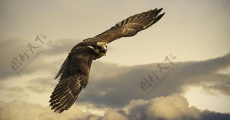 宠物动物合集翱翔的鹰