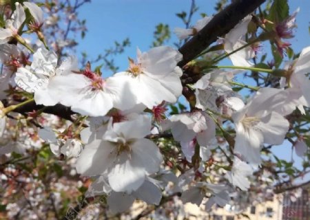春意十足的桃花