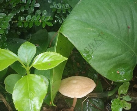 雨后蘑菇菌类植物自然景观摄影