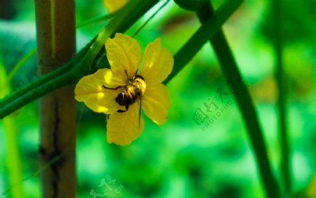 植物蜜蜂黄瓜花