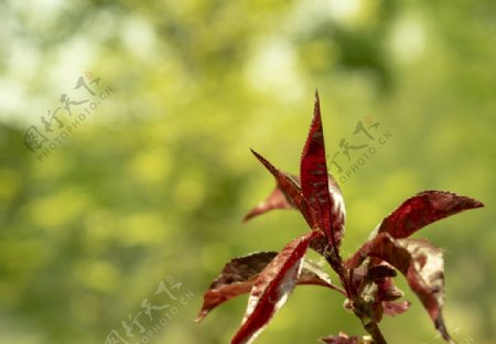 春天绿色植物红色植物高清摄影图