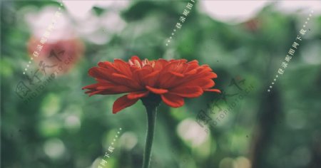 一枝红花