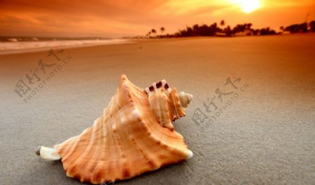 夕阳沙滩上的海螺