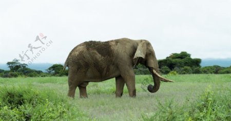 大象小象野象