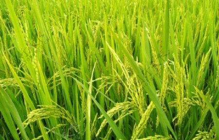 即将成熟的2020早籼稻