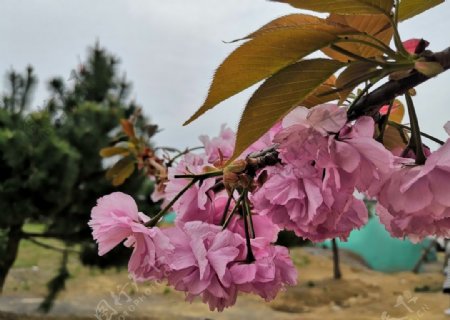 枝头的樱花