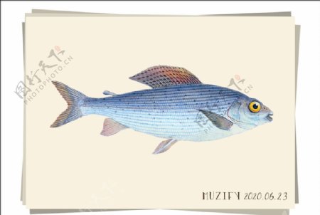 复古鱼类海洋生物图鉴