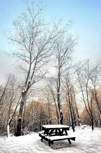 天空树林雪景