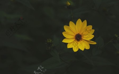 花卉