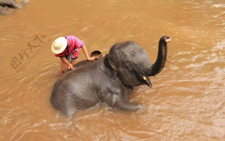 老挝旅游大象洗澡