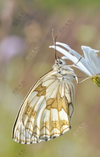 鲜花