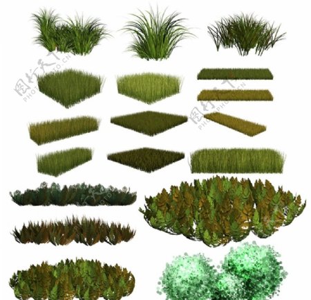 草素材绿色草植物素材写实植物素