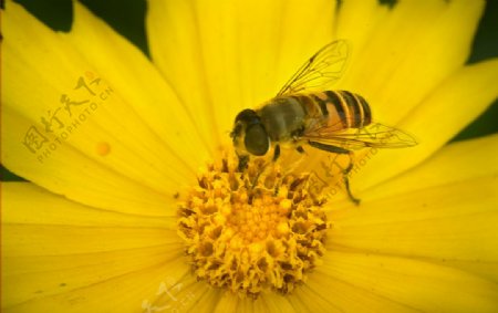 蜜蜂与雏菊