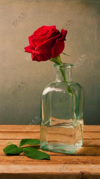 美丽的红玫瑰插花