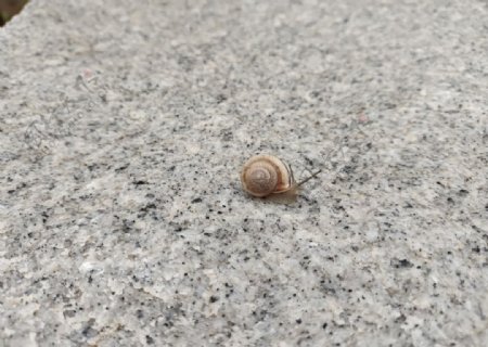 雨后的蜗牛