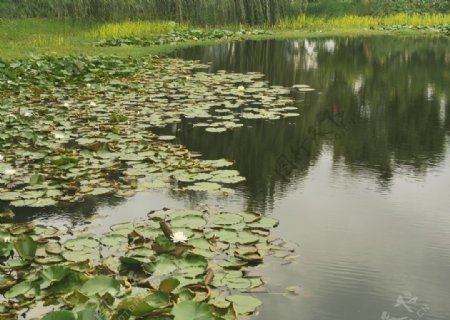 池塘睡莲