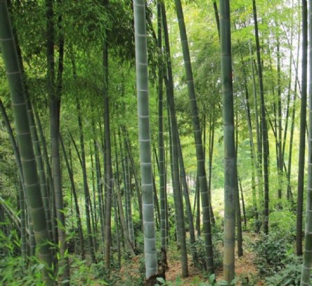 原生态乡村美丽的竹林