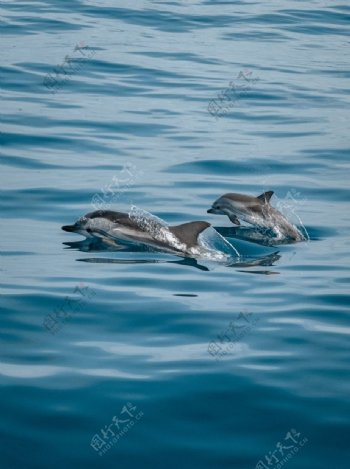 海洋波浪海豚自然生态背景素材
