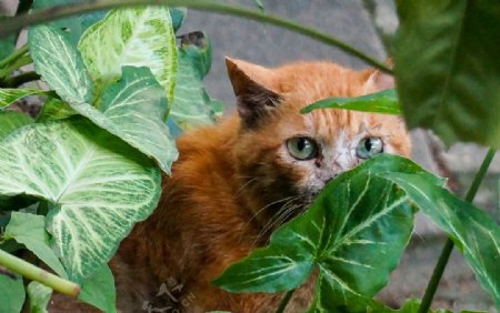 灌木中的流浪猫