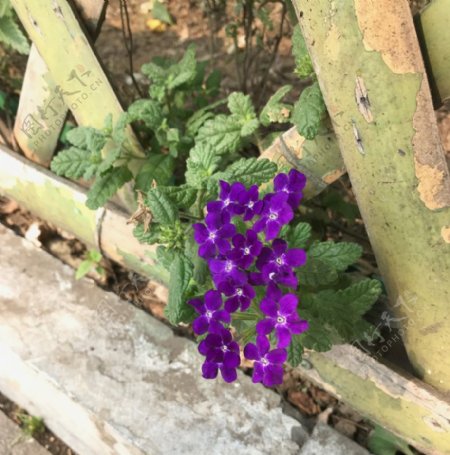 篱笆墙外的小野花