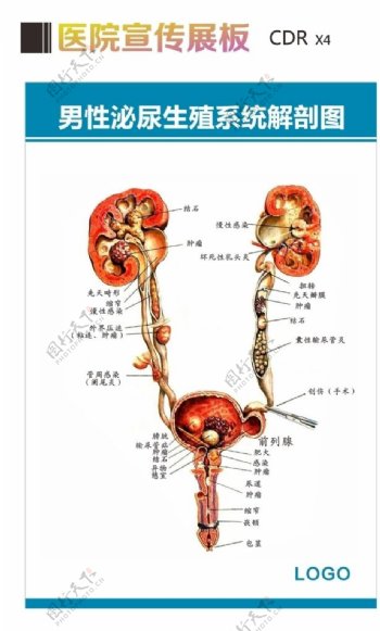 泌尿系统解剖图