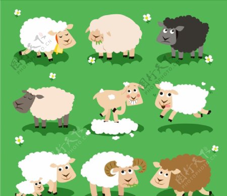 羊品种