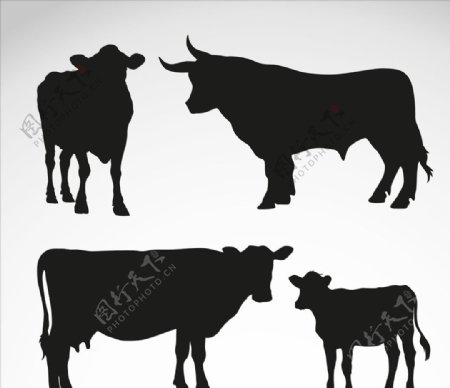 奶牛和公牛剪影
