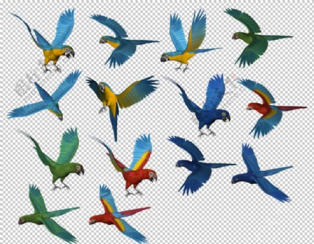 鸟类飞禽图案