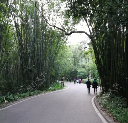 弯曲的竹林道路
