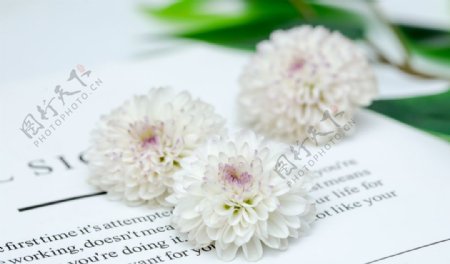 清新白色花朵摄影图片