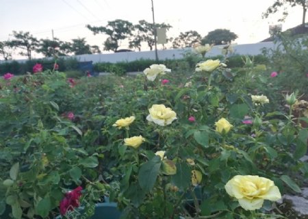 玫瑰花种植园图片
