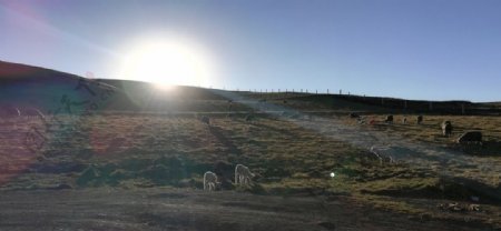 草原牧羊风景图片