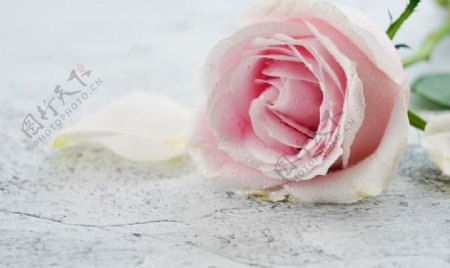 淡粉色花朵玫瑰花图片