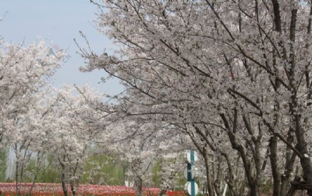 盛开的樱花树二月的风图片