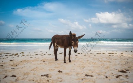 海滩风景图片