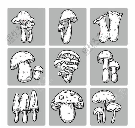 山珍蘑菇手绘线稿图片