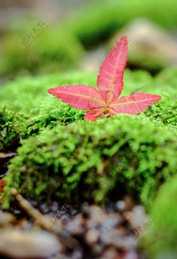 秋天绿色青苔图片