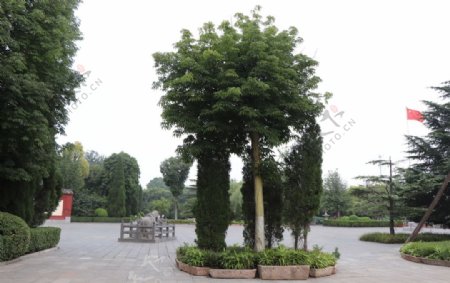 白马寺菩提树图片