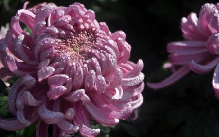 秋菊图片