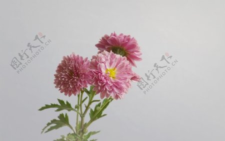秋菊图片