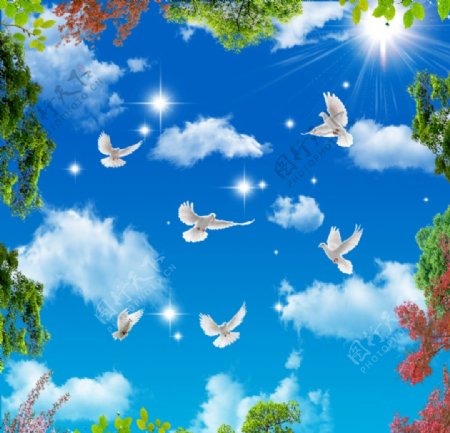 蓝天白云鸽子图片