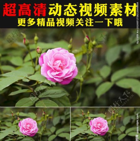 玫瑰牡丹月季春天鲜花花朵视频
