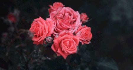 粉红玫瑰摄影图片