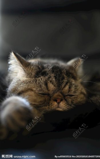 异国短毛猫睡觉图片