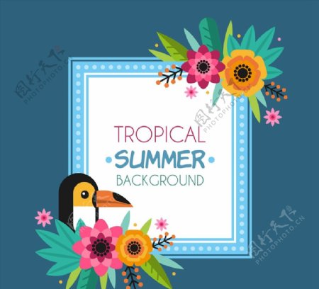 夏季热带花鸟背景图片