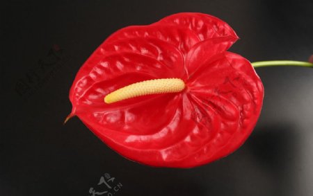 红掌花图片