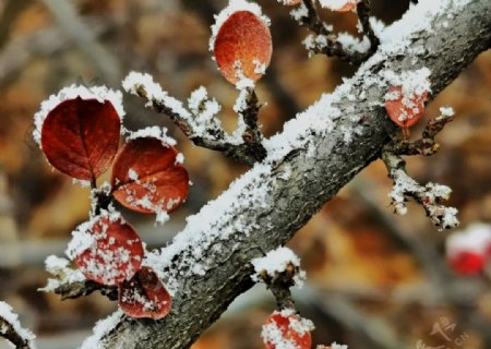 24节气霜降树图片