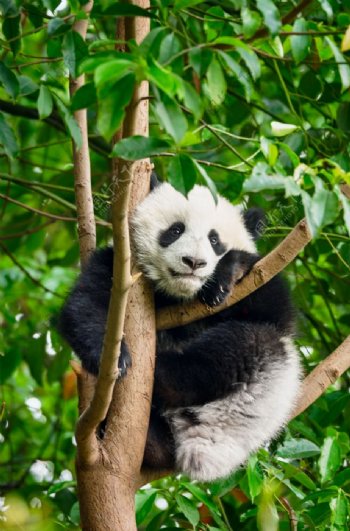 骑在树上的熊猫图片