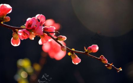 日本海棠图片