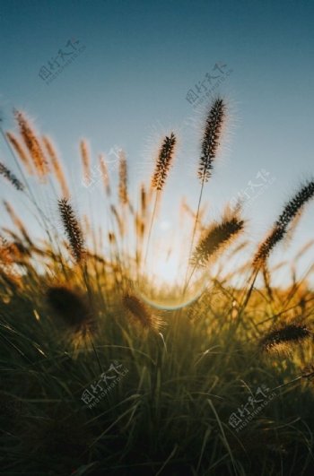 夕阳马尾草自然景观图片